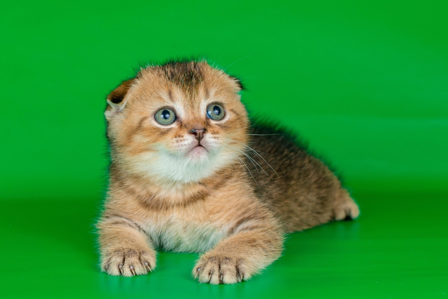 Питомник шотландских вислоухих кошек