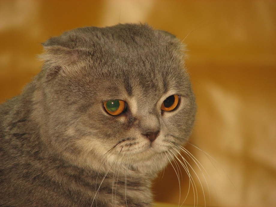 Шотландская вислоухая кошка