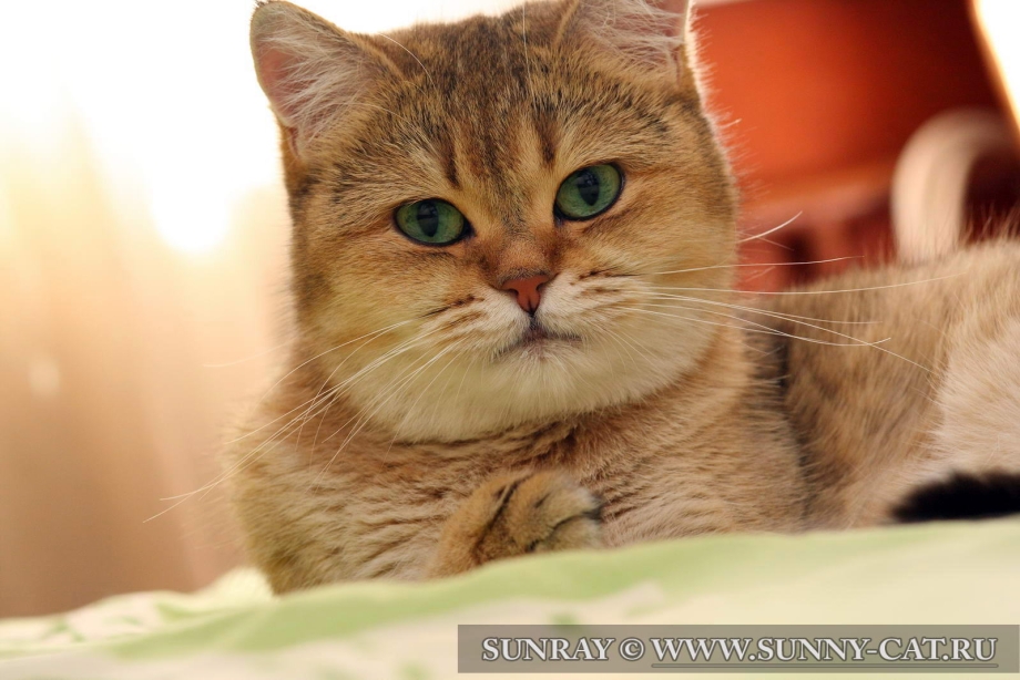 Шотландская вислоухая кошка