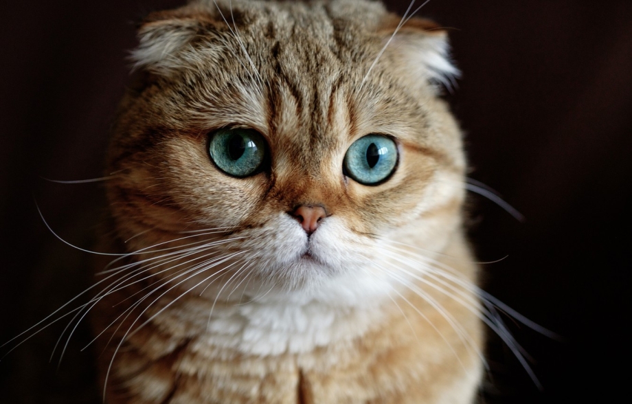 Британский вислоухий кот рыжий