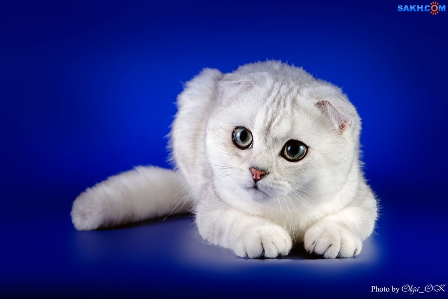 Кот британец вислоухий серый