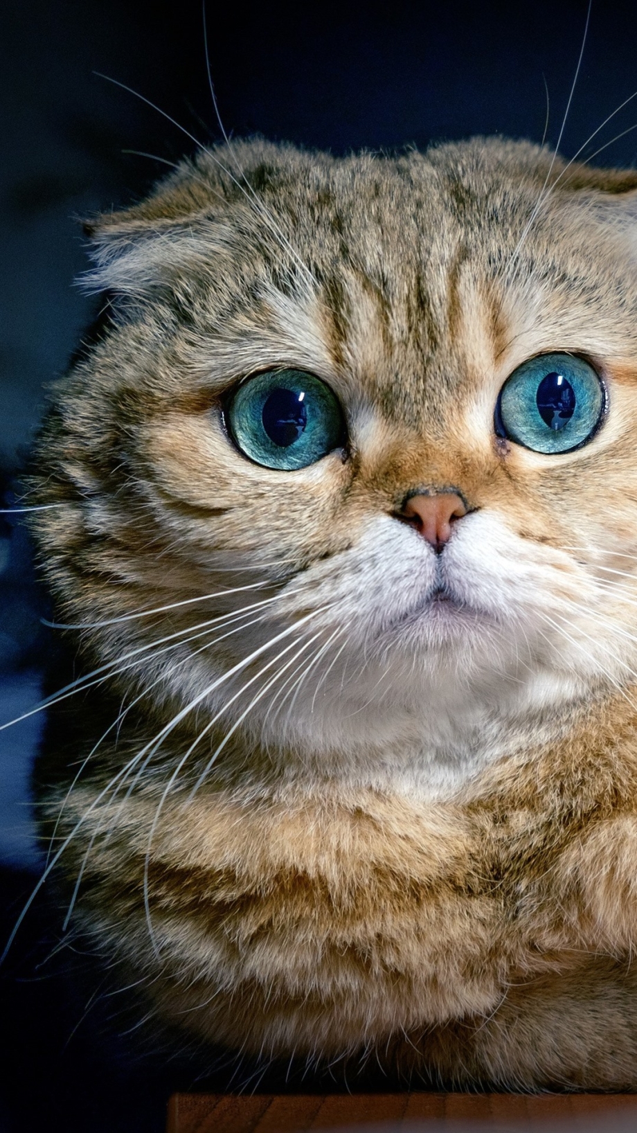 Шотландская вислоухая кошка морда