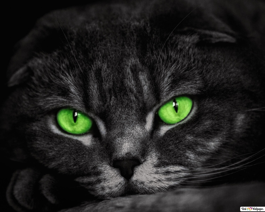 Шотландская вислоухая кошка