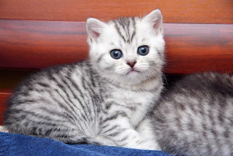 Шотландская вислоухая кошка табби