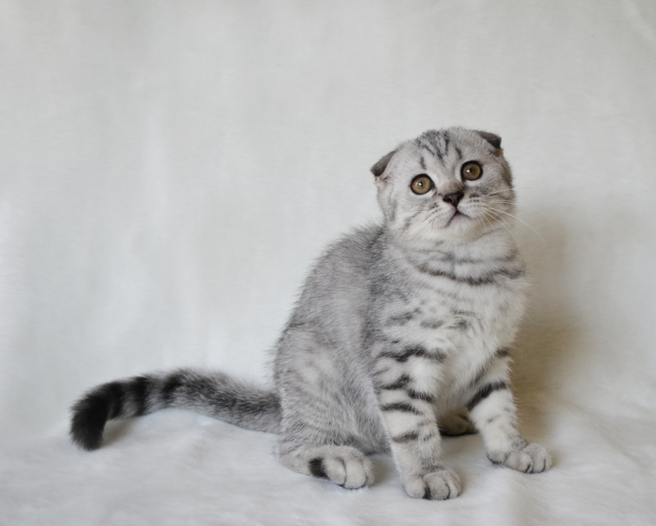 Шотландская вислоухая скотишфолд