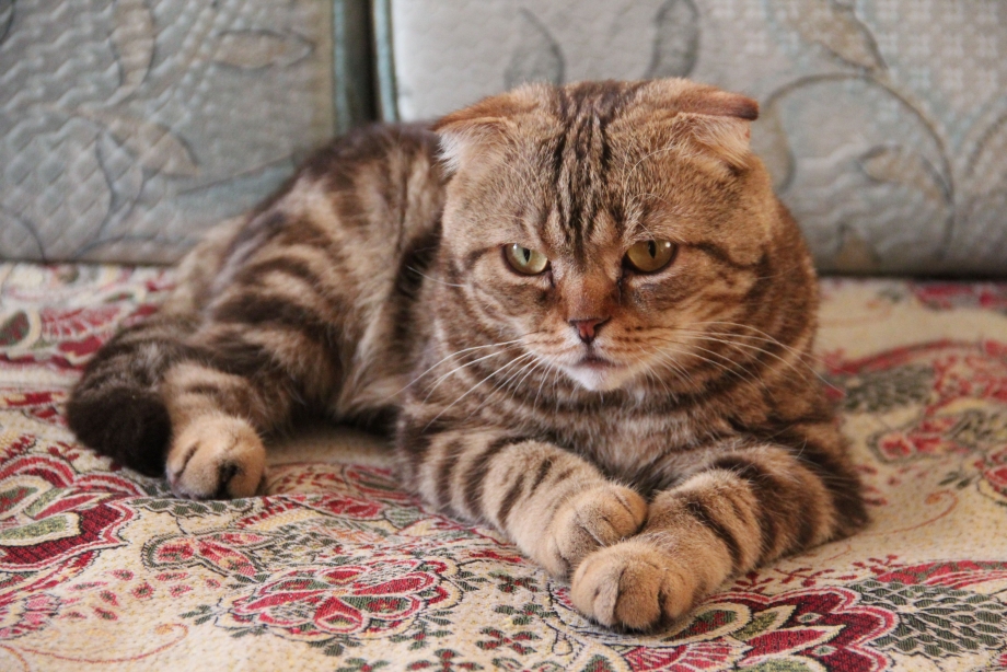Скоттиш фолд тигровый