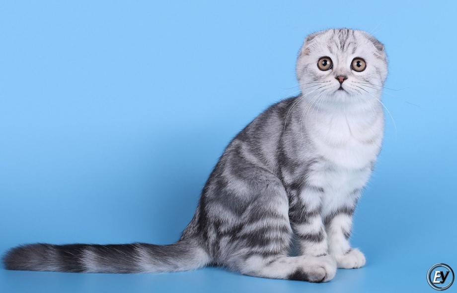 Котенок скоттиш фолд полосатый