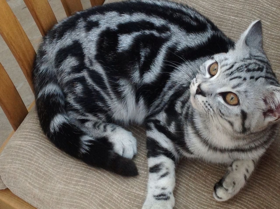 Шотландский скоттиш фолд мраморный