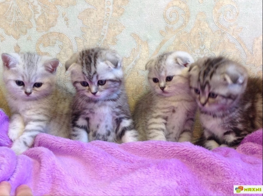 Скоттиш фолд табби