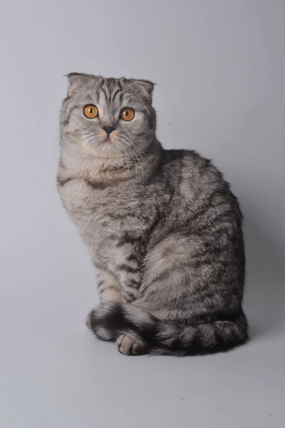 Скоттиш фолд мраморный