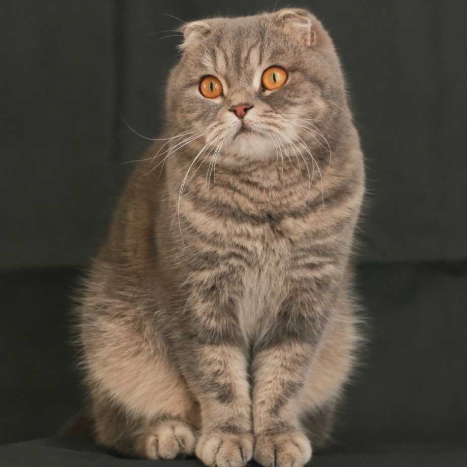 Шотландская вислоухая кошка вискас