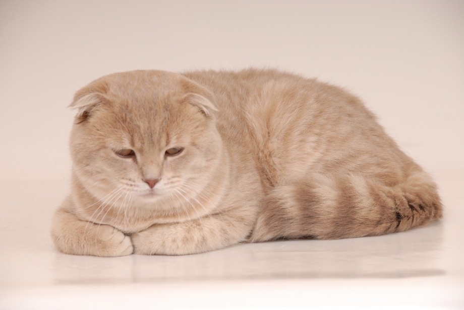 Скоттиш фолд табби