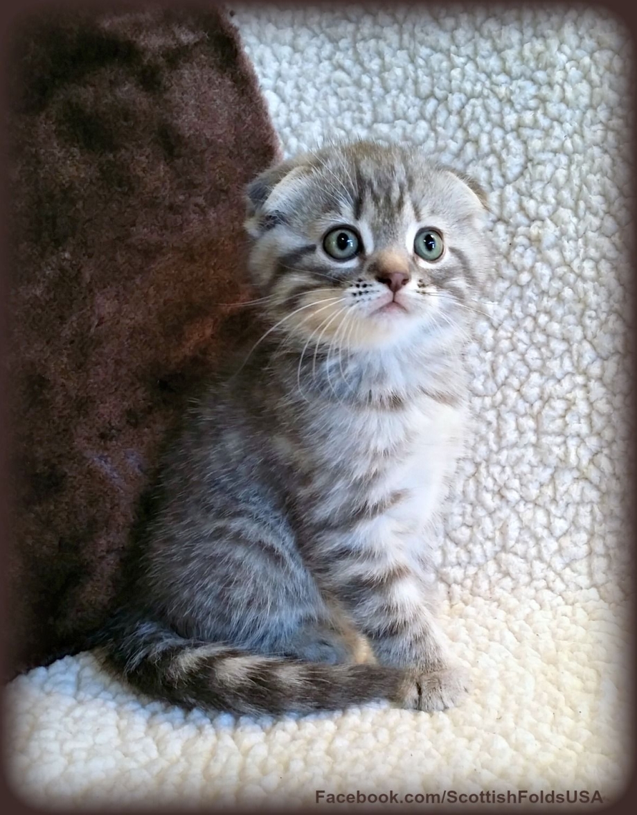 Шотландский кот мраморный табби