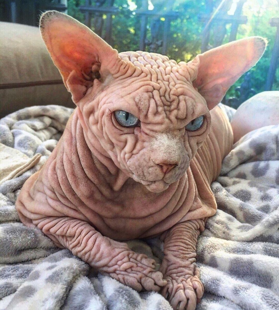 Кот Персидская шиншилла Вилфред