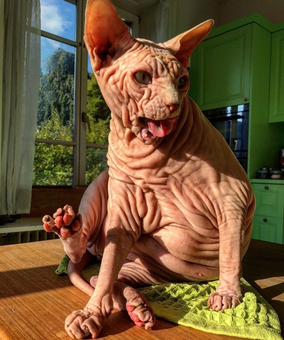 Кот сфинкс морщинистый