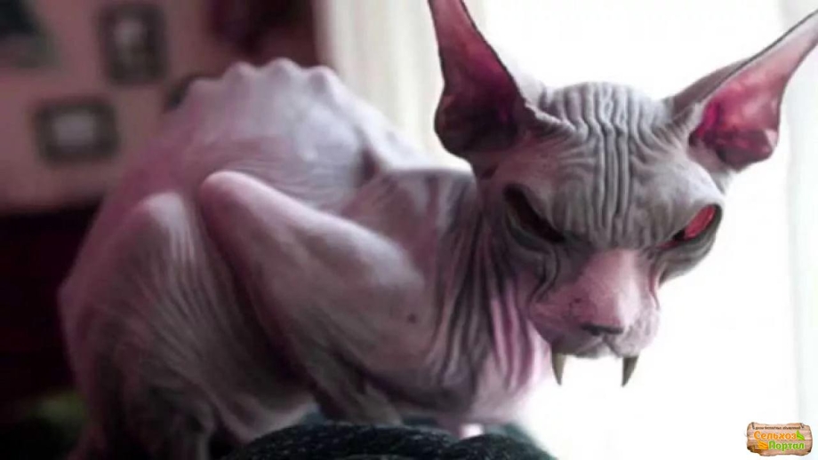 Ликой (Lykoi) кошка оборотень