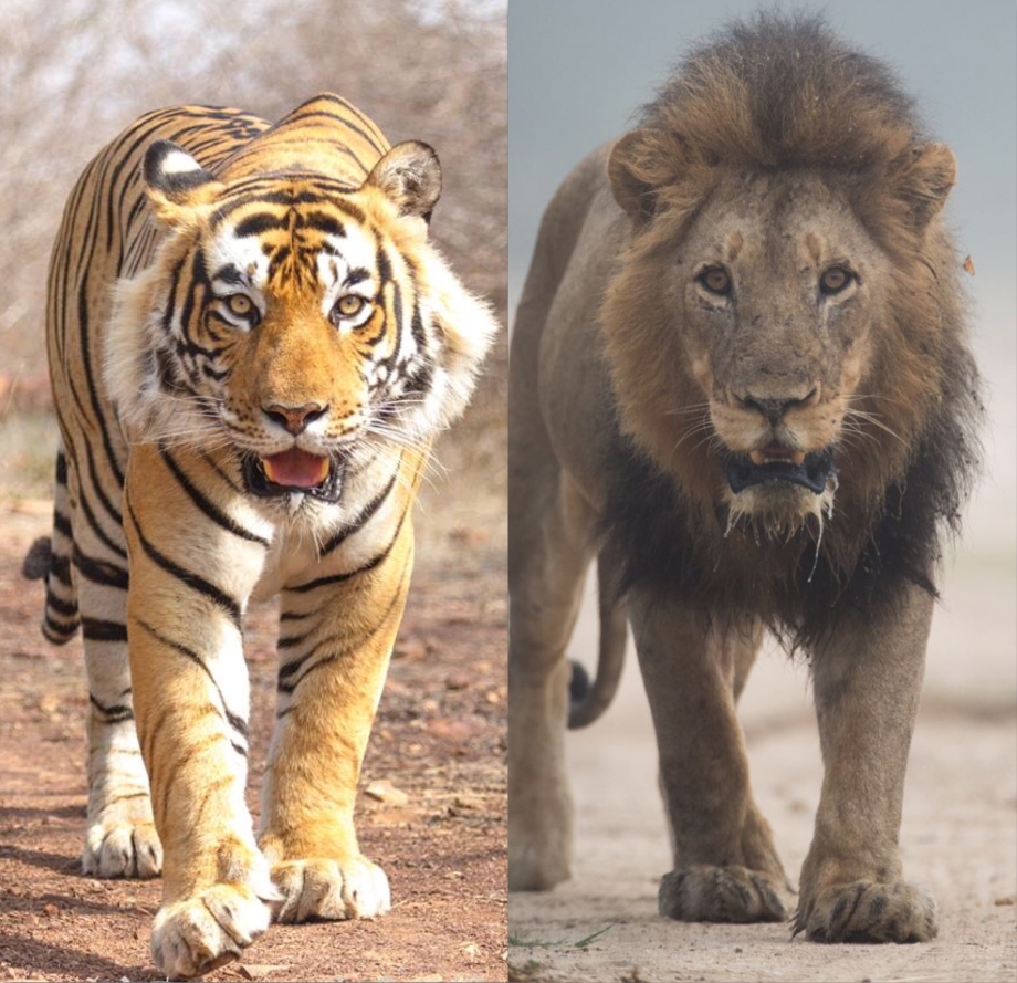 Лев vs тигр