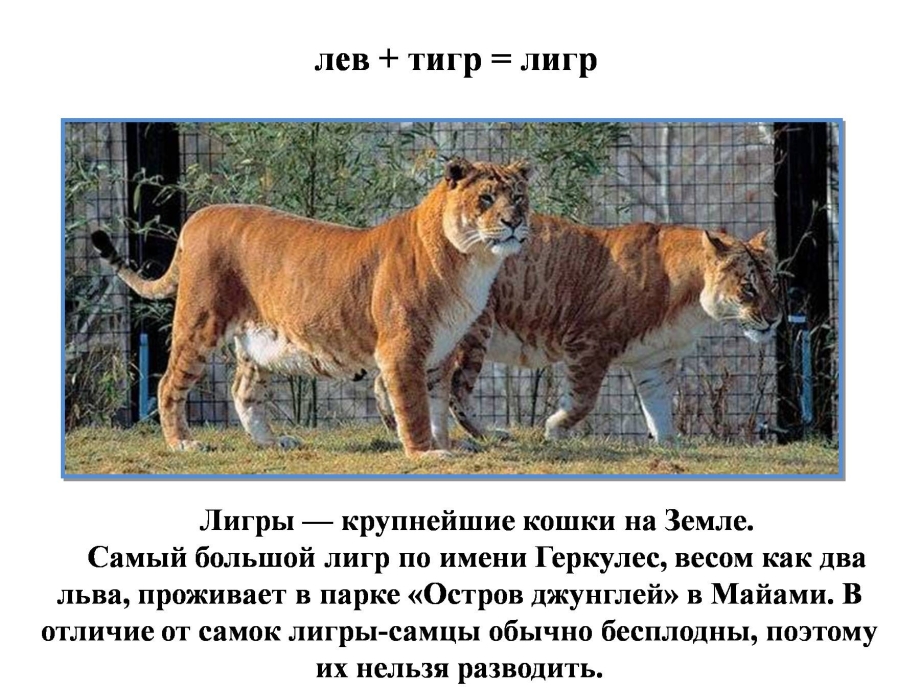 Лигр сообщение