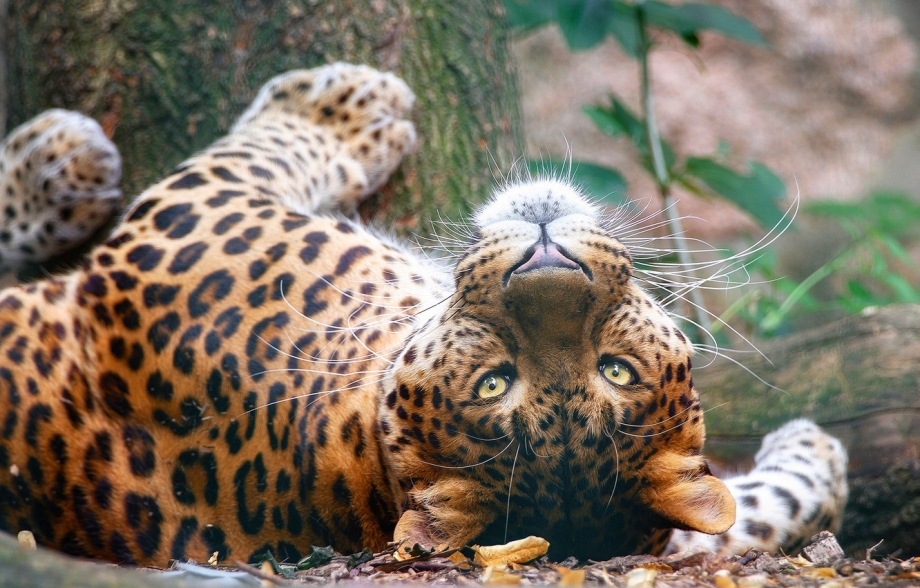 Красивые Дикие кошки