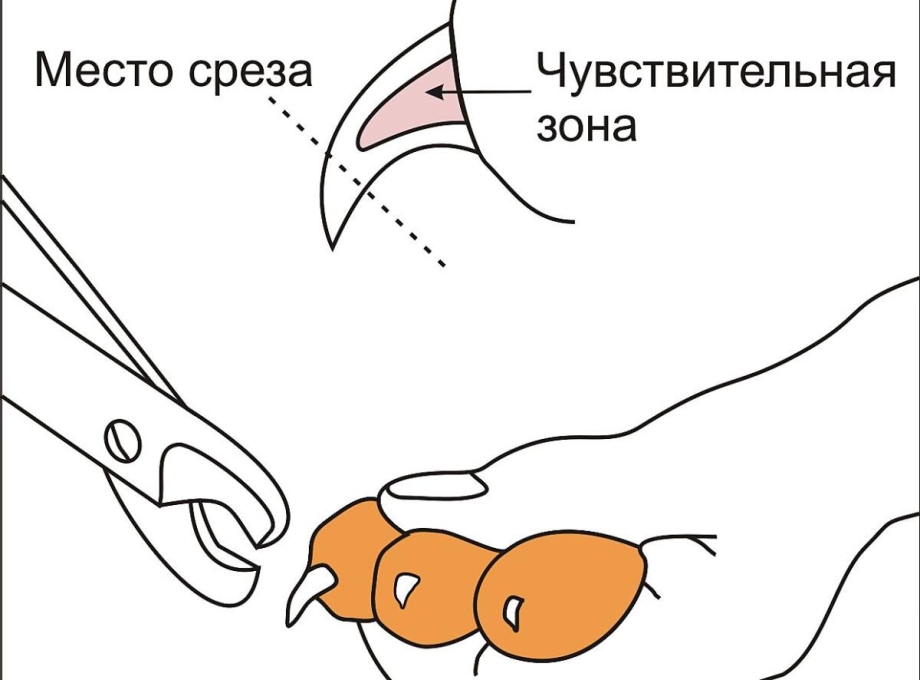 Как правильно стричь когти котам