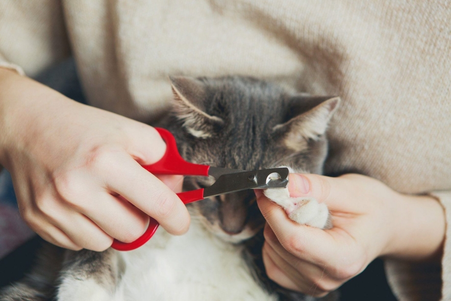Как подстричь когти котенку когтерезкой