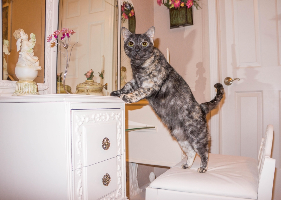 Коты в доме
