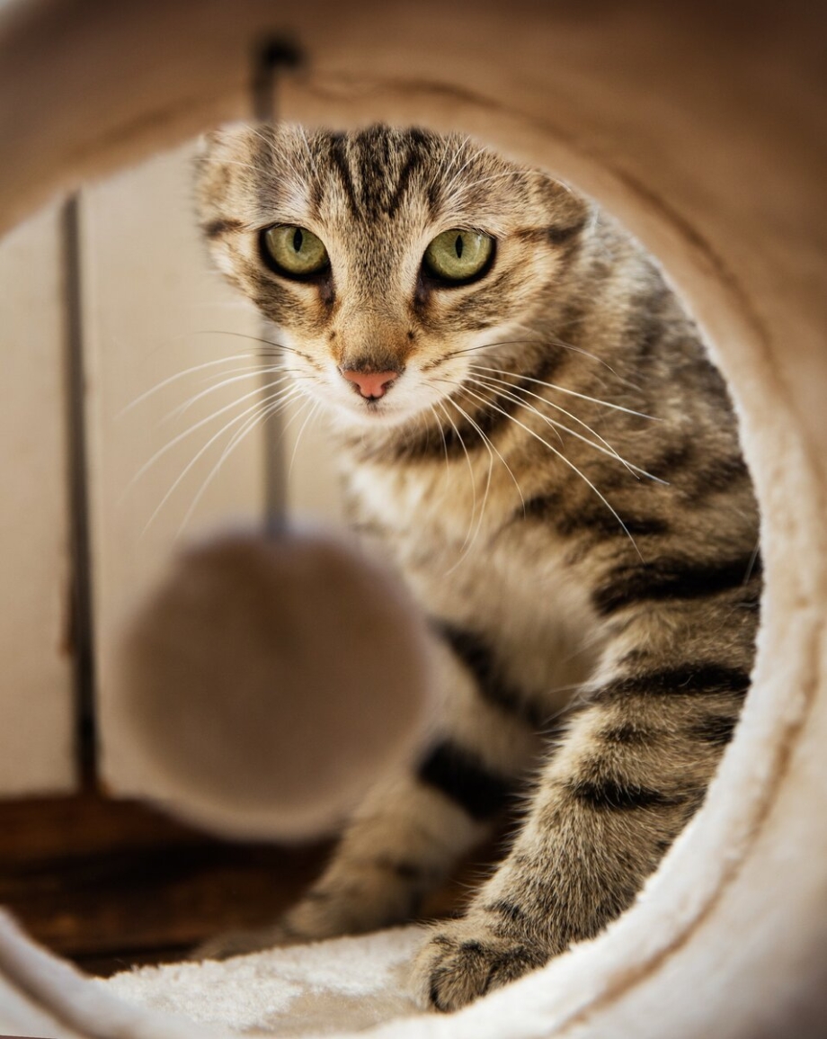 Коты в доме