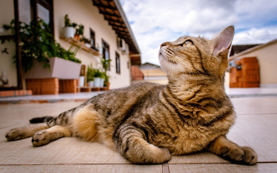 Лежачий кот