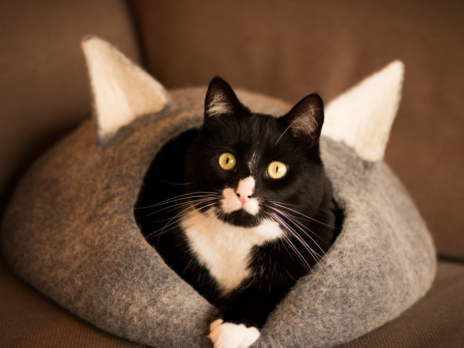 Домашний котик