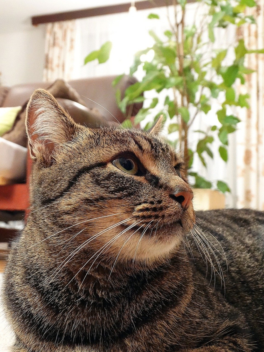Европейская короткошерстная кошка фото
