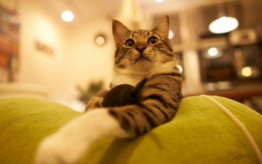 Дом для кошки