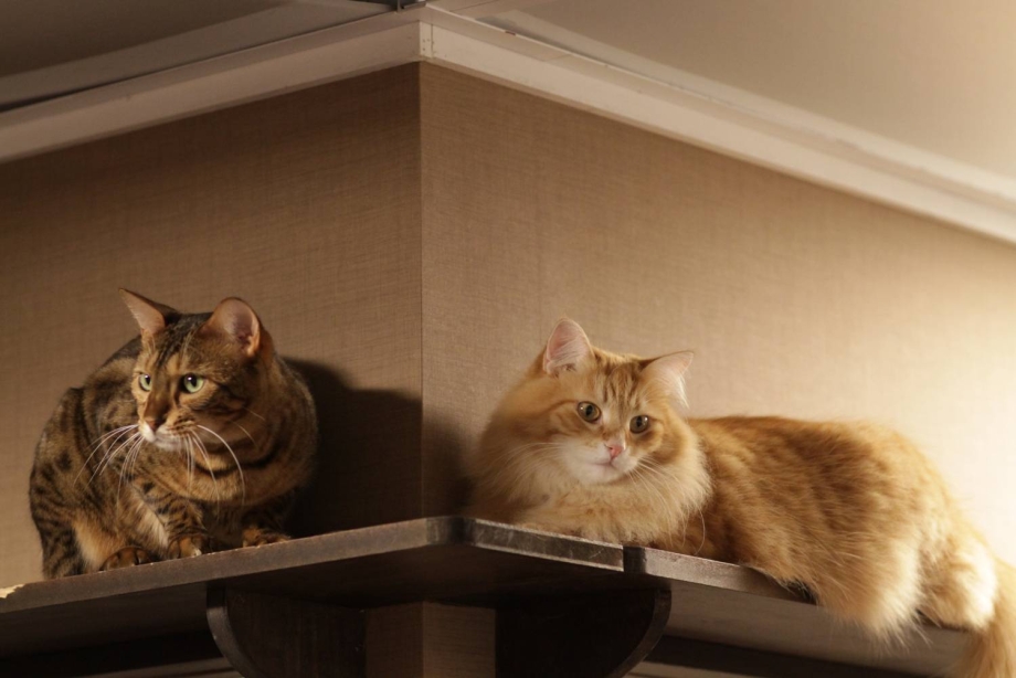Дом для котика