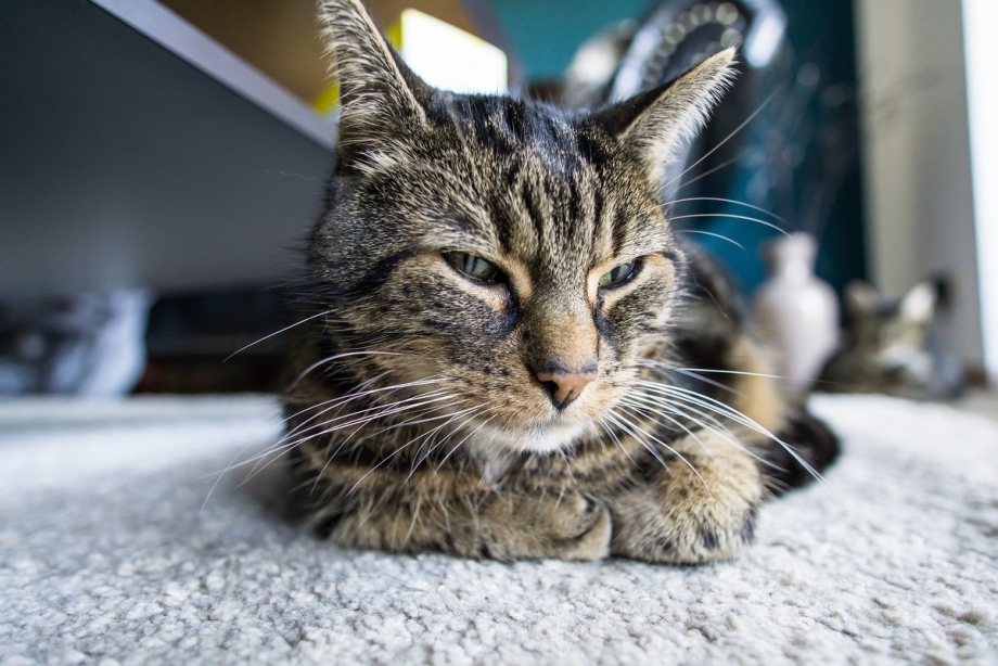 Домашний кот