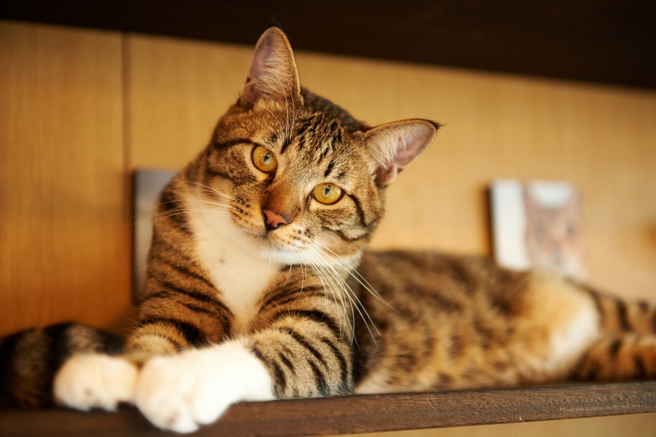 Лежачий кот