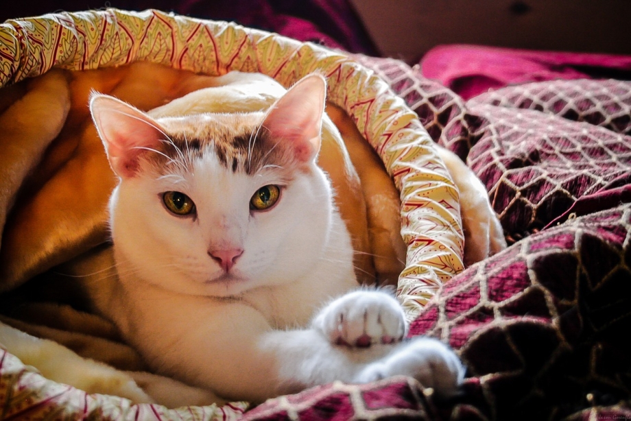 Домашние кошки