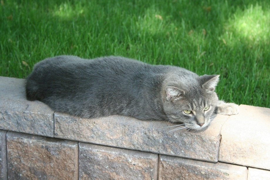 Серая дворовая кошка