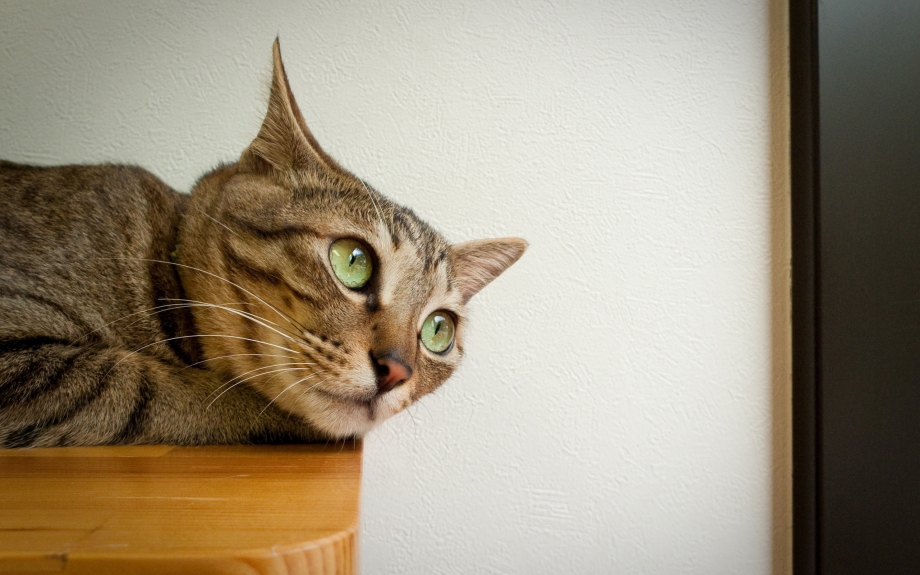 Смешные морды котов