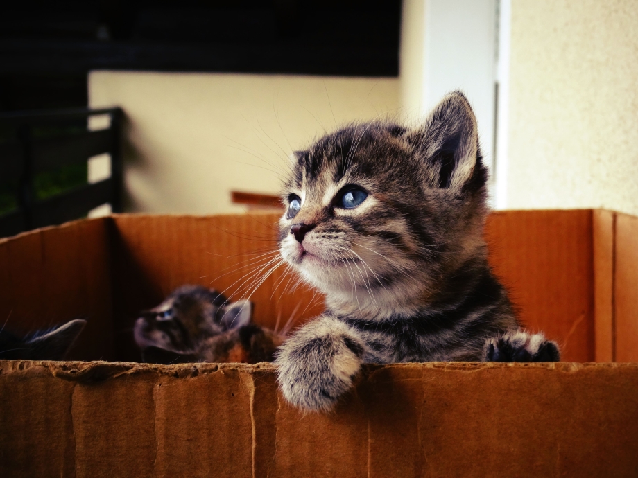 Дом для котят
