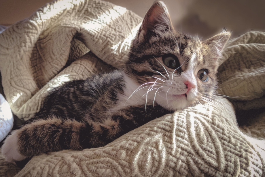 Дом для котят