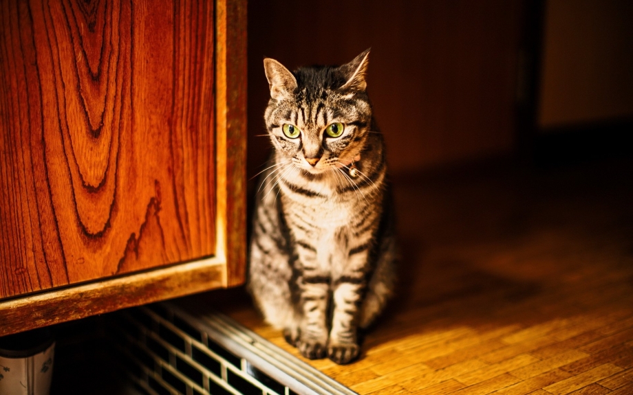 Дом для кошки