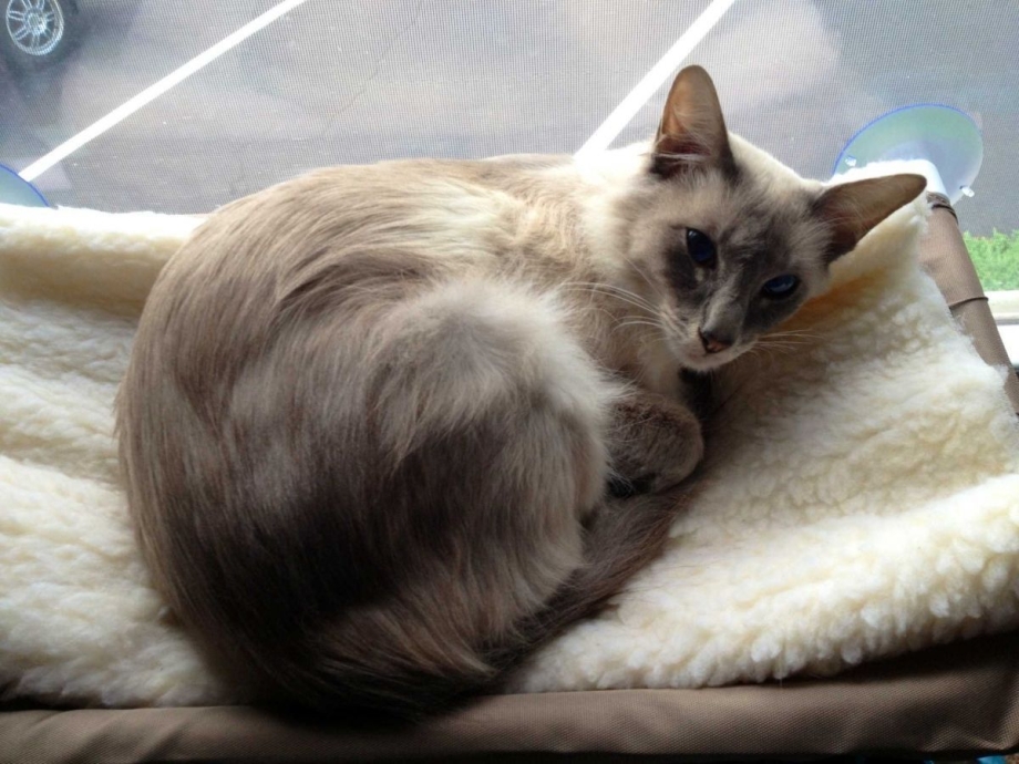 Балинезийская кошка