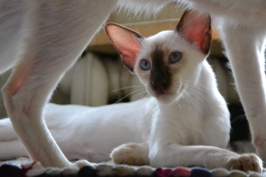 Яванез яванская кошка