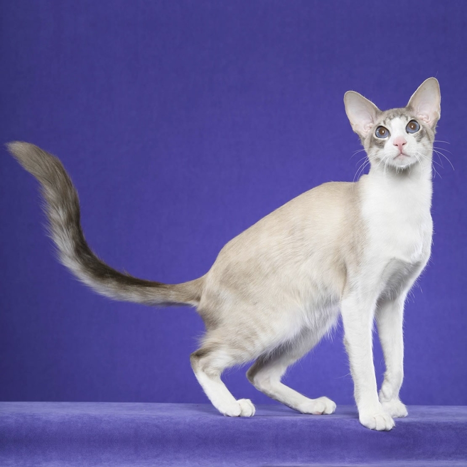 Яванская кошка котенок