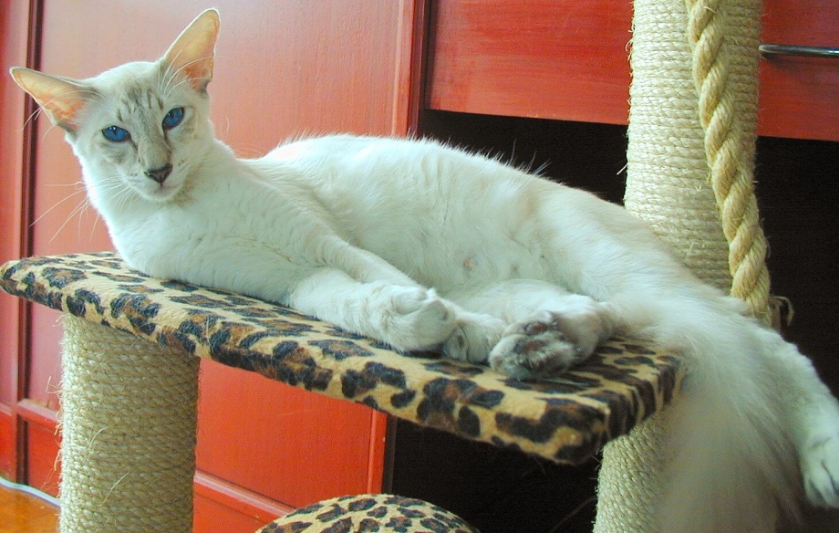 Балинезийская кошка