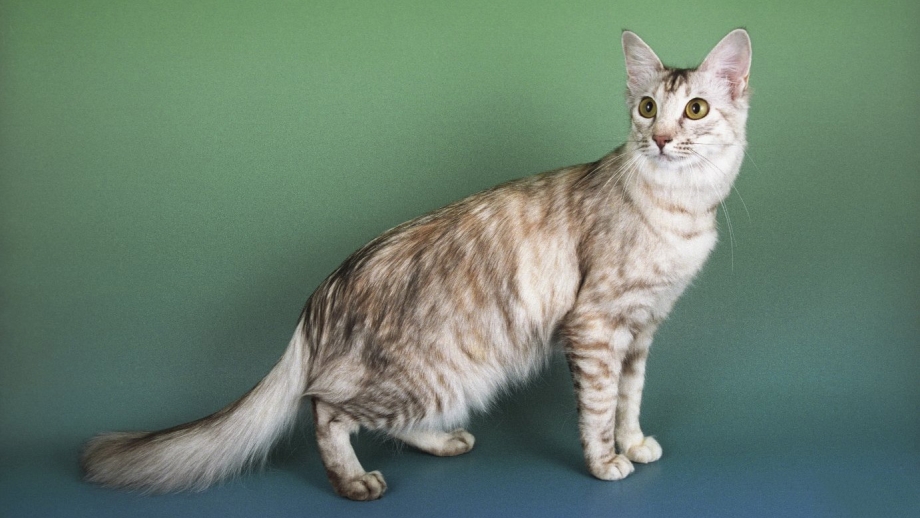 Яванез яванская кошка