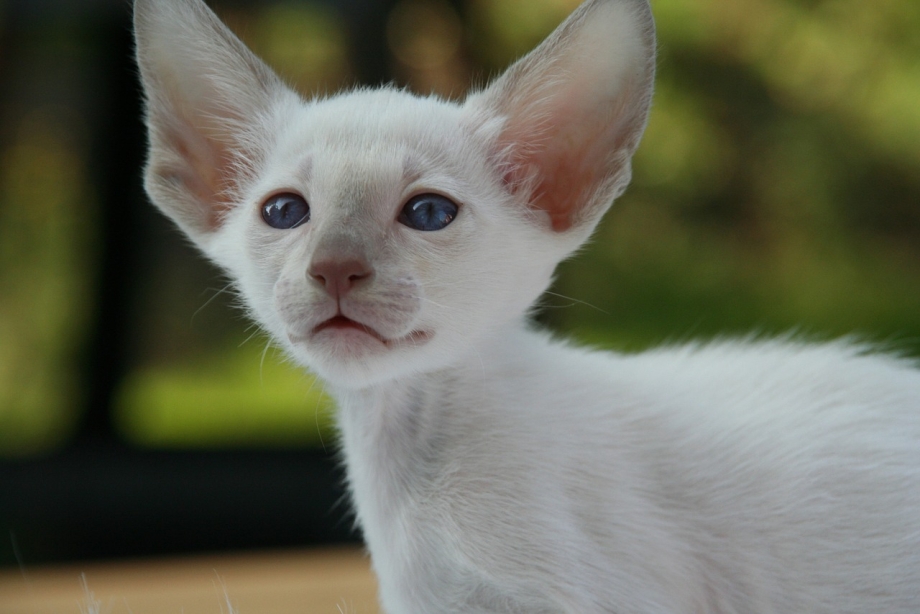 Яванез кошка черная