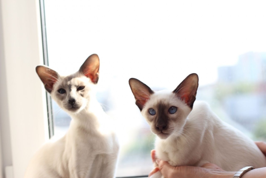 Яванская кошка котенок