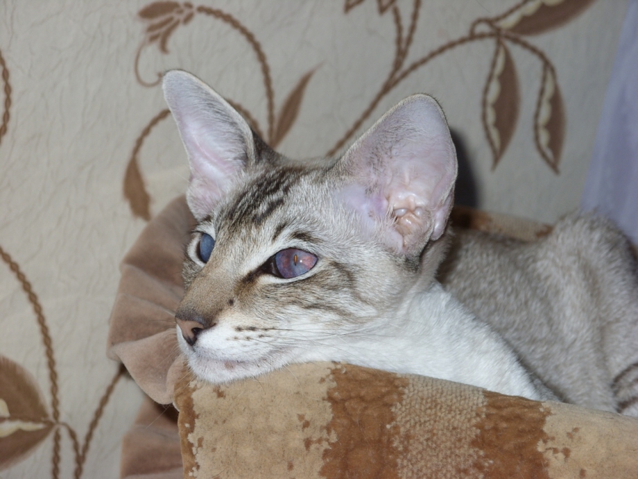 Котята породы Яванез