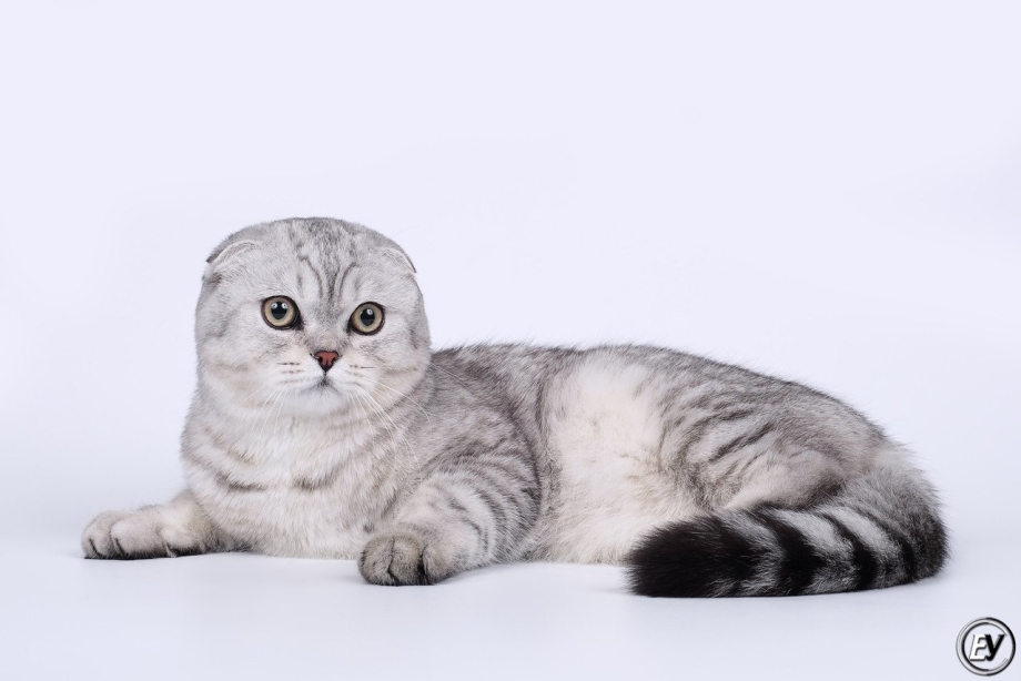 Шотландская вислоухая шиншилла