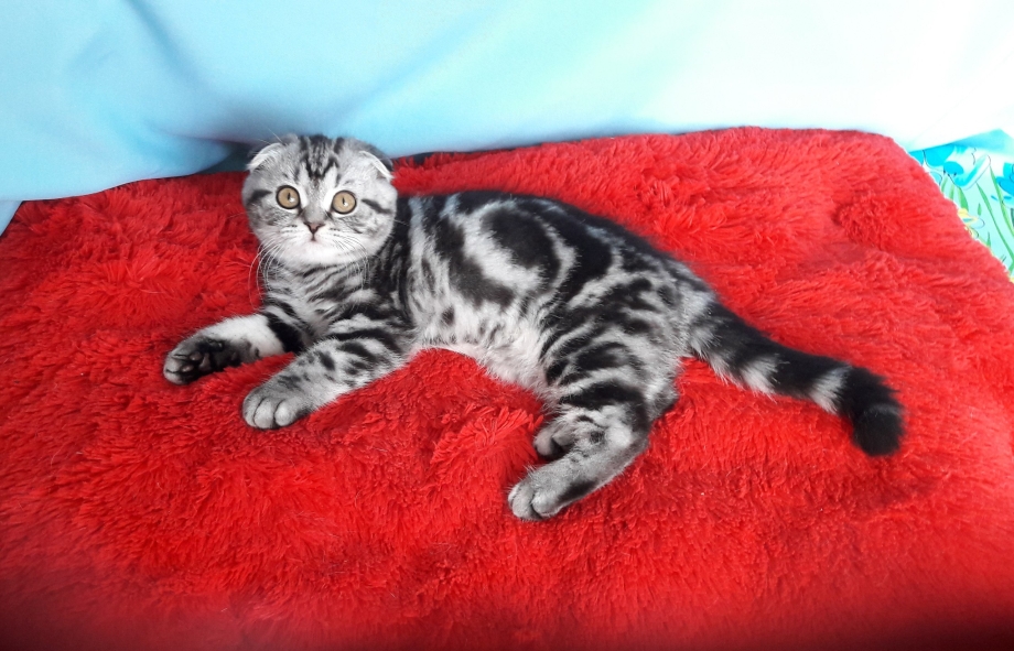Мраморный шотландский кот вислоухий